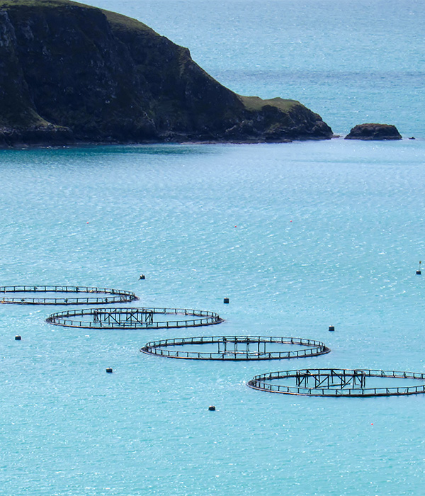 https://funky-en.otelimo.com/wp-content/uploads/2023/05/fish-farms-2.jpg